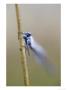 Emerald Damselfly, Close-Up Head On View Of Dew-Covered Male Resting On Reed, Scotland by Mark Hamblin Limited Edition Print