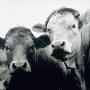Two Cattle by Holger Winkler Limited Edition Print