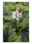 Tiarella, Flowering by Kidd Geoff Limited Edition Pricing Art Print