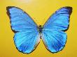 Blue Morpho Butterfly by Bernd Vogel Limited Edition Pricing Art Print