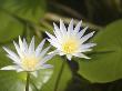 Close-Up Of Water Lily Blossoms by Astock Limited Edition Print