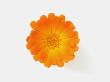 Calendula Officinalis, Close-Up by Claudia Rehm Limited Edition Print