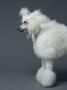 White Poodle Standing In Profile by Jakob Helbig Limited Edition Print