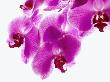 Detail Of Purple Orchids by Bernd Vogel Limited Edition Print