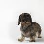Dog Standing On White Background by Jens Lucking Limited Edition Print