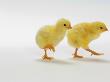 Yellow Chicks Baby Chickens by Wave Limited Edition Print
