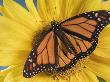 Monarch Butterfly On Sunflower by Wave Limited Edition Pricing Art Print