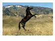 Black Stallion, Rearing Up by Alan And Sandy Carey Limited Edition Print