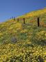 Fence Posts In Large Bed Of Flowers by John W. Warden Limited Edition Print