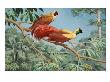 Male And Female Red Birds Of Paradise Perch On A Tree Branch by National Geographic Society Limited Edition Print