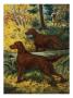 Two Irish Setters Stand Alertly In Forest Near A Hunter by National Geographic Society Limited Edition Print