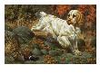 Portrait Of A Clumber Spaniel Hunting A Bird by National Geographic Society Limited Edition Print
