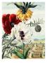 Painting Of Crown Imperial Poppy With White And Red Oriental Poppies by National Geographic Society Limited Edition Print