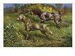 Weimaraner And German Short-Haired Pointer Point To Prey In Field by National Geographic Society Limited Edition Print