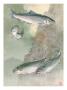 A Painting Of Chinook Salmon, Above, And Silver Salmon, Below by National Geographic Society Limited Edition Pricing Art Print