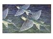 California Flying Fish Glide Over The Sea by National Geographic Society Limited Edition Print