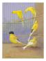 Various Birds Of The Canary Family Perch In A Cage by National Geographic Society Limited Edition Print