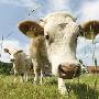 Cows In Field by Jens Lucking Limited Edition Pricing Art Print