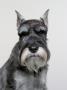 Portrait Of Standard Schnauzer by Brian Summers Limited Edition Print