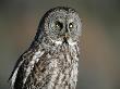 Great Grey Owl, Northern British Columbia by Robert Postma Limited Edition Pricing Art Print