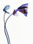 Two Irises Intertwined by Oliver Moest Pricing Limited Edition Art Print
