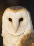 Male Barn Owl (Tyto Alba), Usa. by John Cornell Limited Edition Print