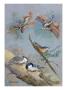 A Painting Of Several Species Of Nuthatch by Allan Brooks Limited Edition Print