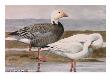 A Painting Of A Blue Goose And A Snow Goose by Louis Agassiz Fuertes Limited Edition Print