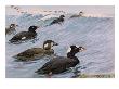 A Painting Of Several Species Of Scoter Swimming by Louis Agassiz Fuertes Limited Edition Print