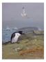 A Painting Of The, Now Extinct, Great Auk by Allan Brooks Limited Edition Print