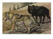 A Painting Of Two Species Of Wolf by Louis Agassiz Fuertes Limited Edition Pricing Art Print