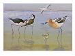 A Painting Of A Black-Necked Stilt Pair And An Avocet With Its Chick by Allan Brooks Limited Edition Print