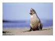 New Zealand (Hooker) Sea Lion, Endangered Cow On Beach, Auckland Island by Mark Jones Limited Edition Pricing Art Print