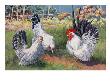 A Variety Of Japanese Bantams. by National Geographic Society Limited Edition Pricing Art Print