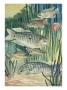 A Variety Of Labyrinth Fish. by National Geographic Society Limited Edition Pricing Art Print
