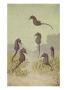 A Painting Of Several Seahorses Swimming Around Seaweed. by National Geographic Society Limited Edition Print
