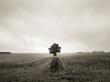 Lone Tree In Open Field by Alex Holland Limited Edition Pricing Art Print