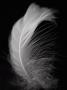 White Feather On Black Background by Tiina & Geir Limited Edition Pricing Art Print