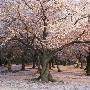 Cherry Trees In Blossom, Japan by Micha Pawlitzki Limited Edition Print