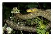 Trinidad Tree Boa, Corallus Enydris With Tree Frog (Potenti Al Prey) by Brian Kenney Limited Edition Print