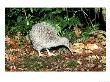 Great Spotted Kiwi, South Island, Nz by Robin Bush Limited Edition Print