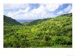 View Of Area In Which Rodrigues Fruit Bats Roost, Near Mount Lubin, Rodrigues Island by Roger De La Harpe Limited Edition Print