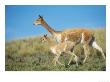 Vicuna, Mother With 3 Week Old Baby, Peruvian Andes by Mark Jones Limited Edition Pricing Art Print