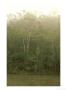 Rainforest, Andasibe, Madagascar by Patricio Robles Gil Limited Edition Print