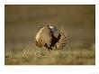 Sage Grouse, Display, Usa by Mary Plage Limited Edition Print