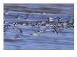 Oystercatchers, Flock In Flight, Uk by Mark Hamblin Limited Edition Print