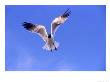 Laughing Gull In Flight, Texas, Usa by Philippe Henry Limited Edition Print