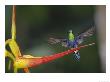 Green-Crowned Woodnymph, Male On Heliconia Flower, Ecuador by Mark Jones Limited Edition Pricing Art Print
