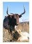 Texas Longhorn, With Calf, Colorado, Usa by Philippe Henry Limited Edition Print