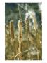 Reedmace (Bulrushes), Typha Latifolia With Seeds by Bob Gibbons Limited Edition Print